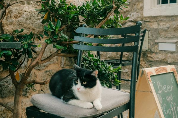 Gatti a Budva